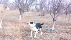 ALABAI vs WOLF/алабай против волка/алабай бурига карши, волкодав,волк против собаки#собачьи бой,саг