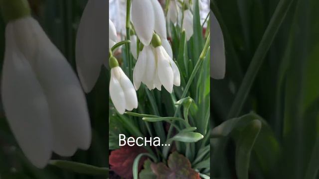 Весна 🤍🌷☀️                                        #весна#подснежники#пришлавесна#первоцветы#цветы