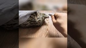 Кормим раненого ястреба тетеревятника.