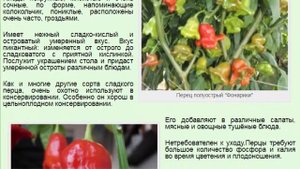 Перец полуострый Фонарики