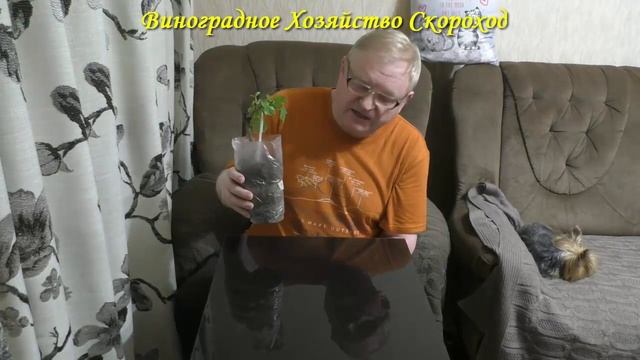 Прорастут ли корни винограда через торфяной горшок?