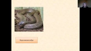 Окружающий мир. Многообразие животного мира.