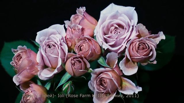 Как распускается роза Йоли (Флорибунда) - Ioli (Rose Farm KEIJI, Япония, 2011) смотреть онлайн