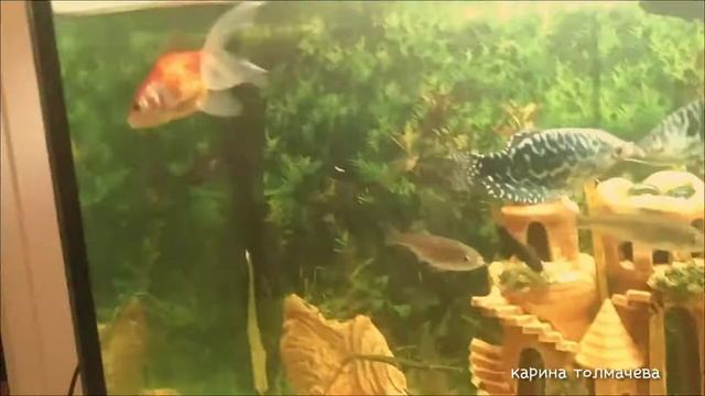 Большие аквариумные рыбки . 100 литровый аквариум целующиеся гурами!!# смотреть онлайн