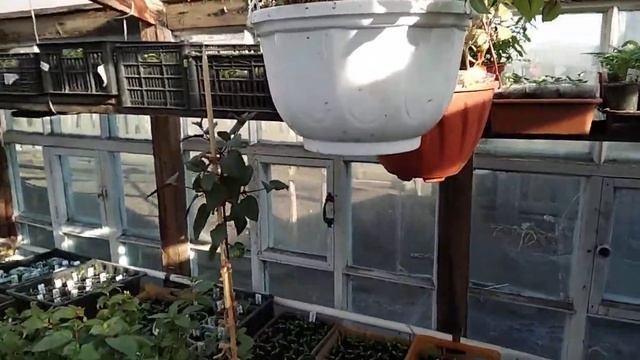 Обзор черенков фуксии на продажу. смотреть онлайн