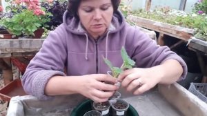 Черенкую БЕГОНИИ. Мой метод.