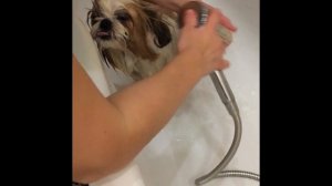 Купание Любимой Собаки Ши-Тцу