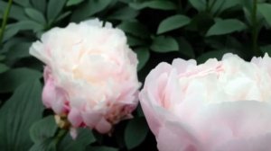 Peony White Frost - www.peonyshop.com