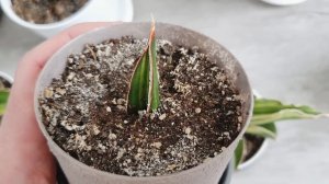 Сансевьерии из Индонезии спустя 2 месяца после получения посылки.