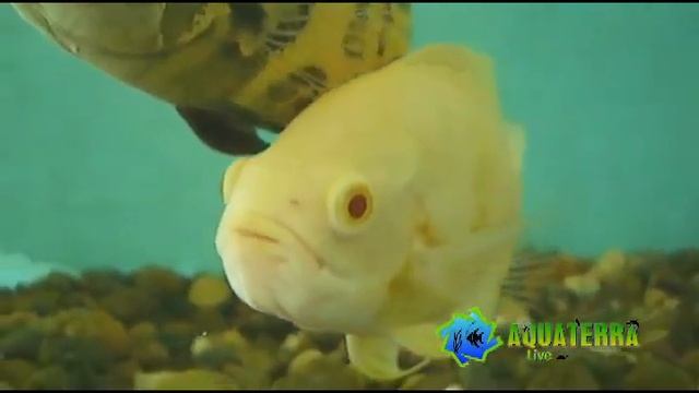 Oscar Tigre & Tigre Albino XL - Astronotus ocellatus - Acuario Aquaterra Live смотреть онлайн