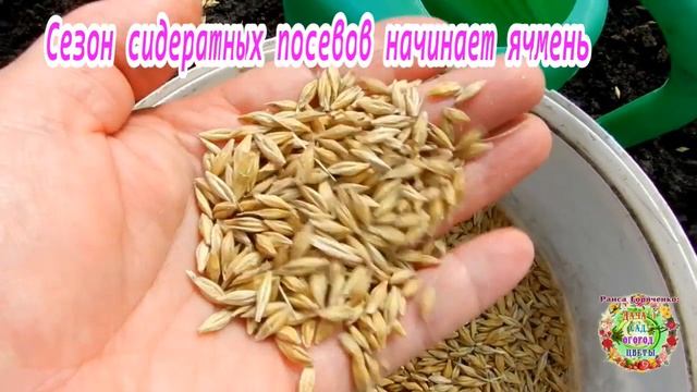 Сезон сидератных посевов начинает ячмень