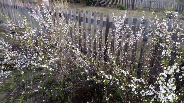 Войлочная вишня! Цветение вишни! Цветы вишни! смотреть онлайн