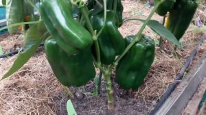 Бомбические СЛАДКИЕ  ПЕРЦЫ! Сорта перцев. ТопСад