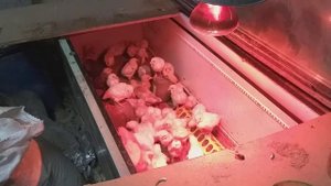 куры, цыплята.уход и кормление.