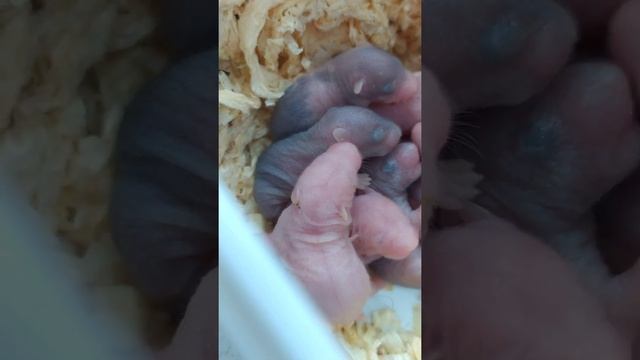 Новорожденным хомячкам 4 дня ??