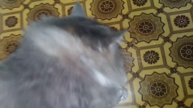 Кот балдеет от оливок смотреть онлайн