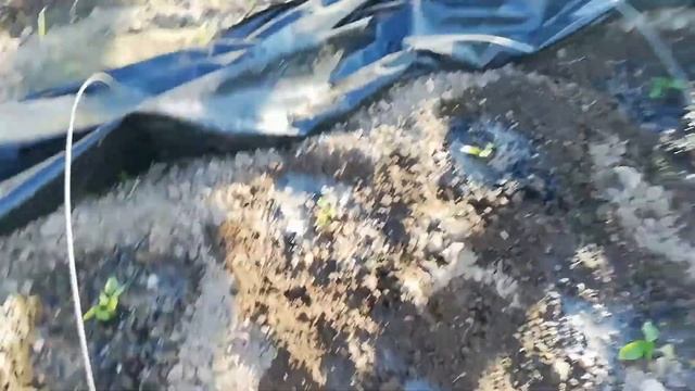 Лучшее удобрение настой из крапивы и зола!!!