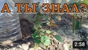 Садовые розы: РЕЗУЛЬТАТ УКОРЕНЕНИЯ???