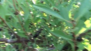 Вишня шоколадница выращенная в районе Крайнего севера