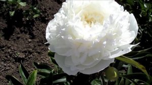 Ле Синь. Пион белый.