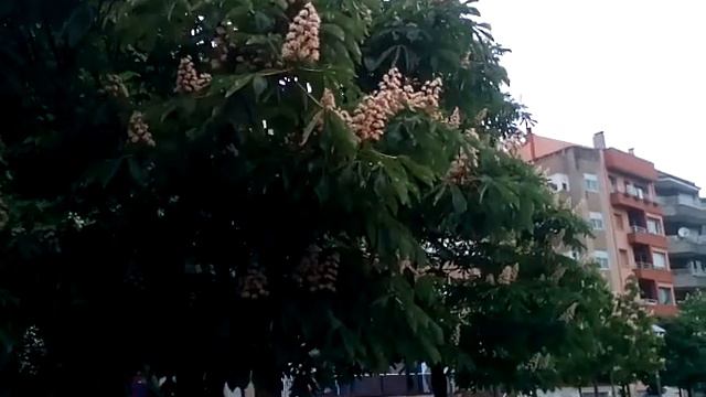 Прогулка вдоль реки с цветущими каштанами в Жироне смотреть онлайн