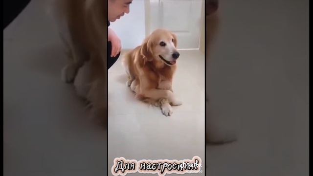 Для настроения #животные #милыеживотные #приятноевидео #наслаждение #юмор #улетноевидео #шутки #смех
