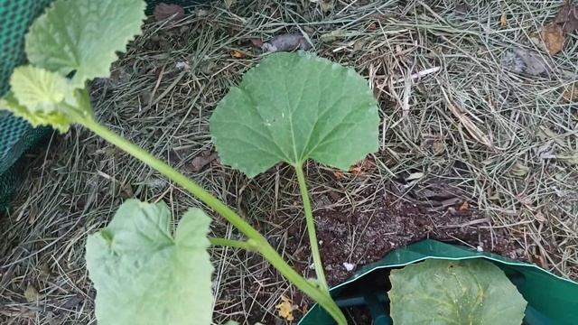 Формирование дыни смотреть онлайн