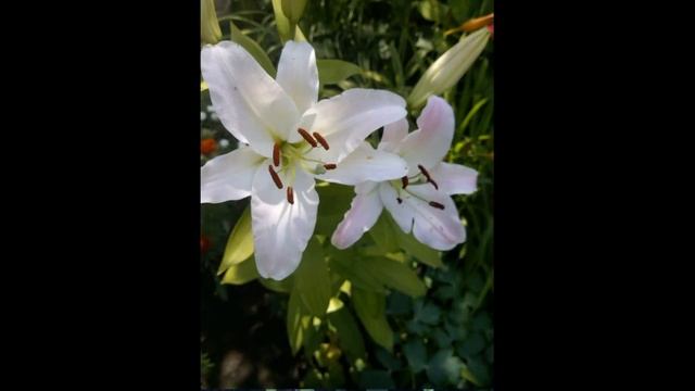 Лилии и лилейники смотреть онлайн