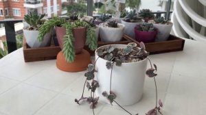 Церопегия Вуда. Цепочка сердец. Ceropegia Woodii Variegata/String of hearts
