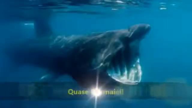 Невероятные фото,когда плавание может быть опасным смотреть онлайн