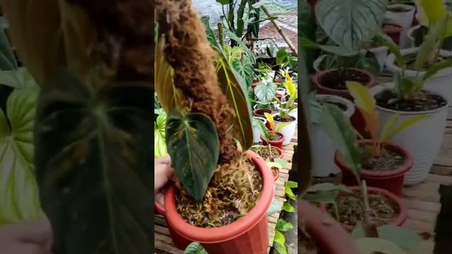 PHILODENDRON MELANOCHRYSUM PIXEL VARIEGATED