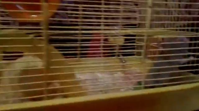 Покупка сирийского хомяка./ маус у меня/