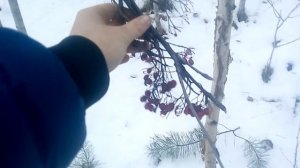 Силки на рябчика