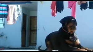 Ротвейлер. Все о породе РОТВЕЙЛЕР🐶