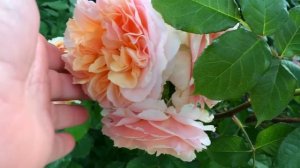 Розы, которые меня удивили в этом сезоне!