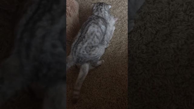 Вязка вислоухих смотреть онлайн