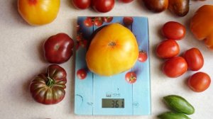 10 ЛУЧШИХ СОРТОВ ТОМАТОВ ЭТОГО СЕЗОНА!!! САМЫЕ ВКУСНЫЕ И СЛАДКИЕ ЖЁЛТЫЕ ТОМАТЫ, КОТОРЫЕ Я ВЫРАСТИЛ!