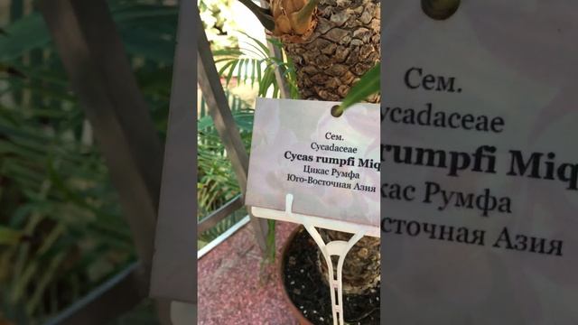 ЦИКАС Ботанический сад Оранжерея Коллекция Беларусь Растение // МИНСК Belarus botanical garden CYCA