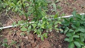 Цветение голубики. Почему не цветет голубика Элизабет? Голубика инвитро, Грецкий орех