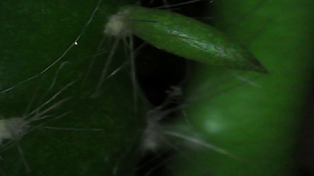 ВЫ НЕ ПОВЕРИТЕ! ВОТ КАК ВЫГЛЯДИТ КАКТУС ПОД МИКРОСКОПОМ смотреть онлайн