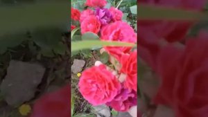 Почвопокровная роза «Les Quatre Saisons” или «Четыре сезона». Роза «Mercury 2000”.