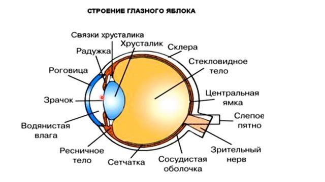 Зрительный анализатор