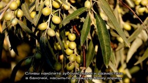 Маринованные сливы, как оливки — лучшие рецепты