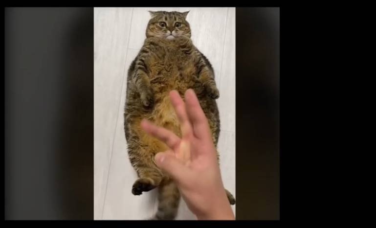 Смешные и угарные коты. Смеялся 5 минут