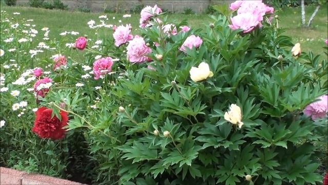 Эффект непрерывного цветения из ромашковидных многолетников на даче смотреть онлайн