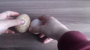 Как выглядит индюшиное яйцо?