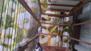 зебровые амадины