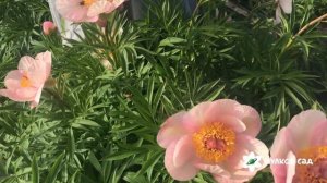 Nosegay peony. Ноузгэй пион. Пулков сад