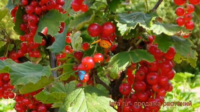 Смородина красная Фердоти (ribes rubrum) 🌿 Фердоти обзор: как сажать, саженцы смородины Фердоти