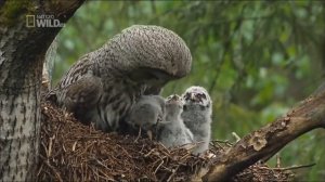 Самые красивые животные севера нашей планеты